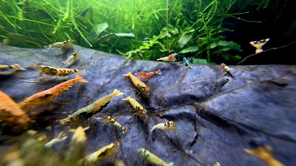Krewetki Tiger / Caridina mix 10szt