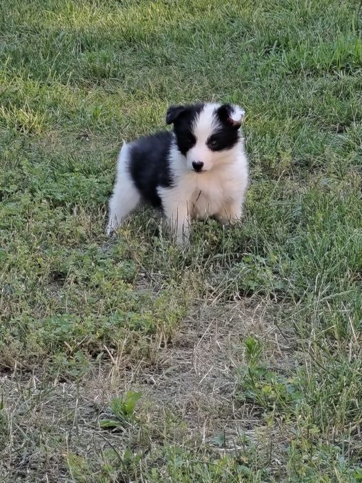 Suczka Border Collie