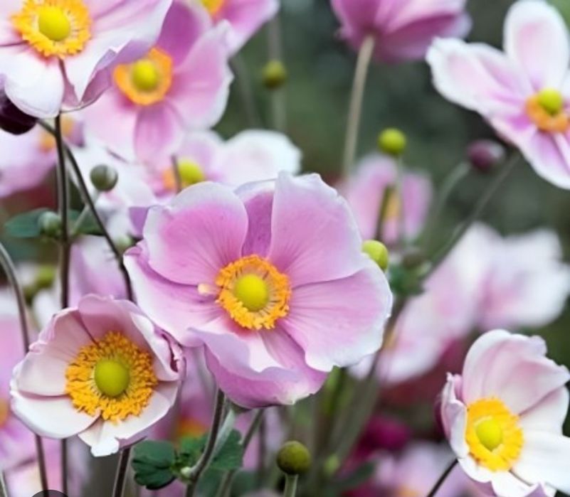 Sadzonka zawilca japońskiego plus gratis