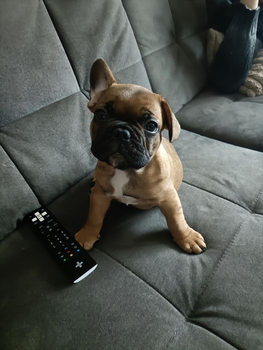 Buldog Francuski Szczeniak Piesek