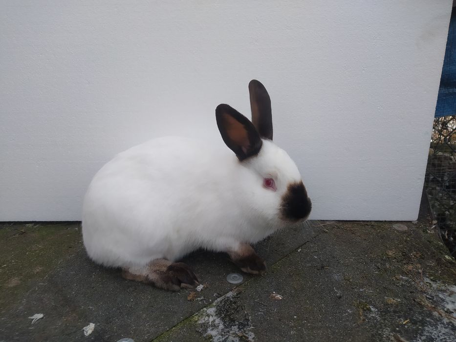 Królik kalifornia