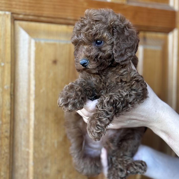 Red Braun хлопчики шоу классу