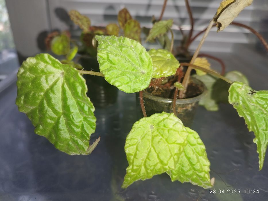 Бегонія Amphioxus, Autumn Ember