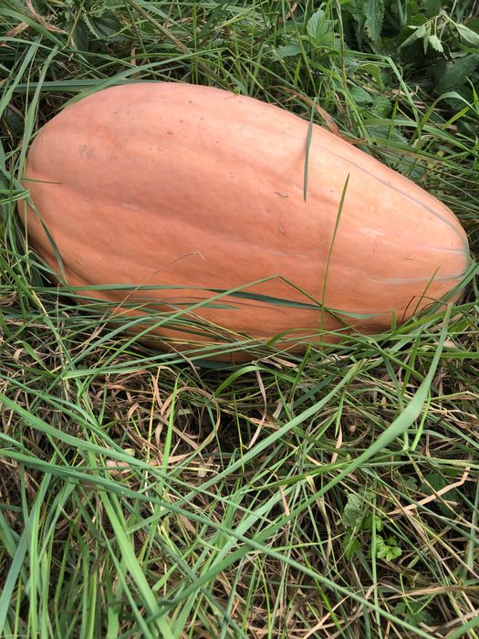 Sprzedam Nasiona Dyni