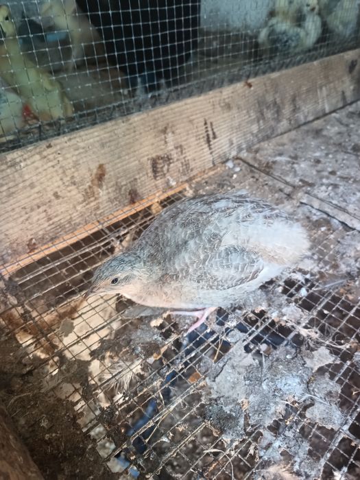 Przepiórki młode na sprzedaż