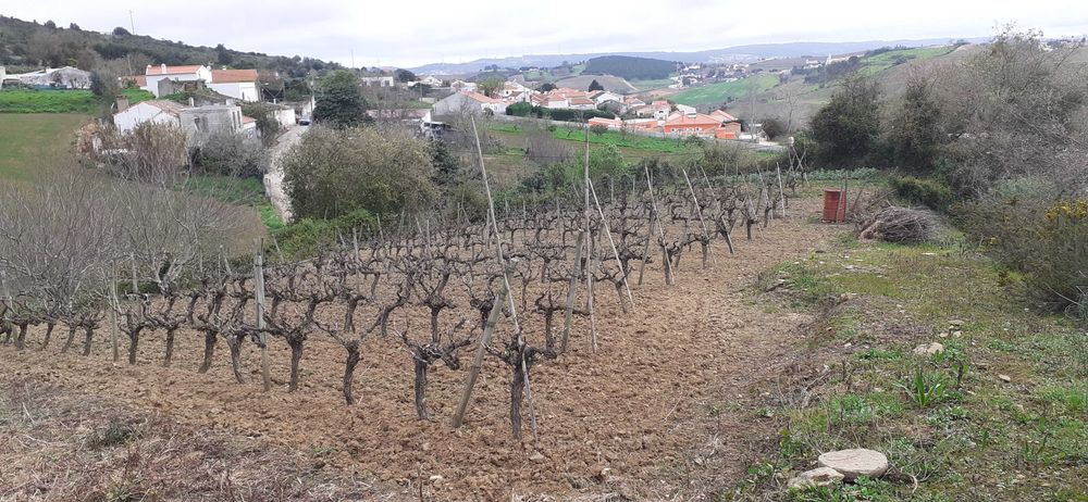 Quinta pequena- Sobral de Monte Agraço