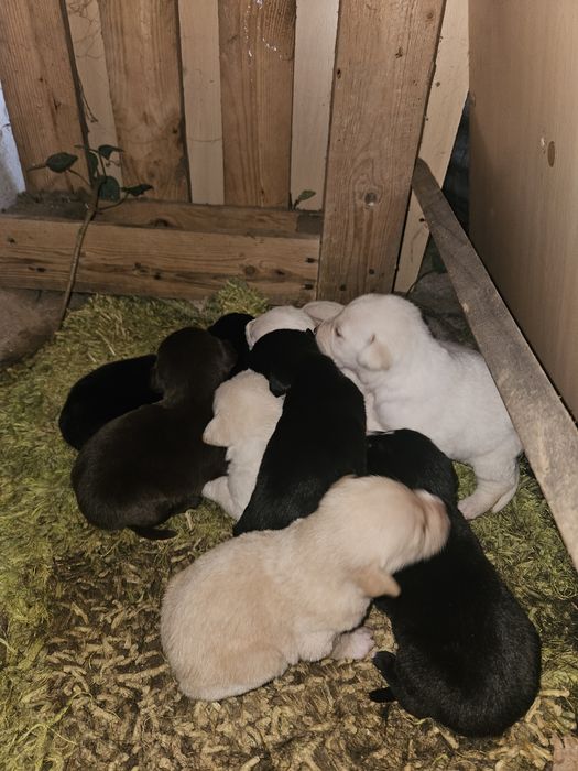 Cachorrinhos  Para Doar (todos doados)