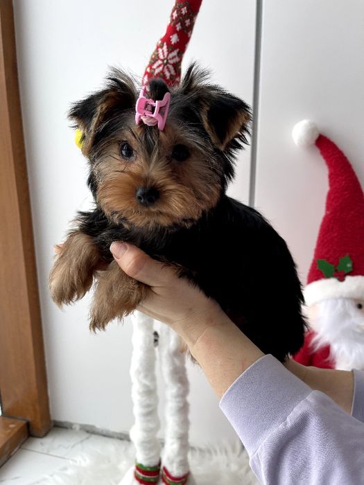 VIP Йорки — краса, ніжність і любов в одному