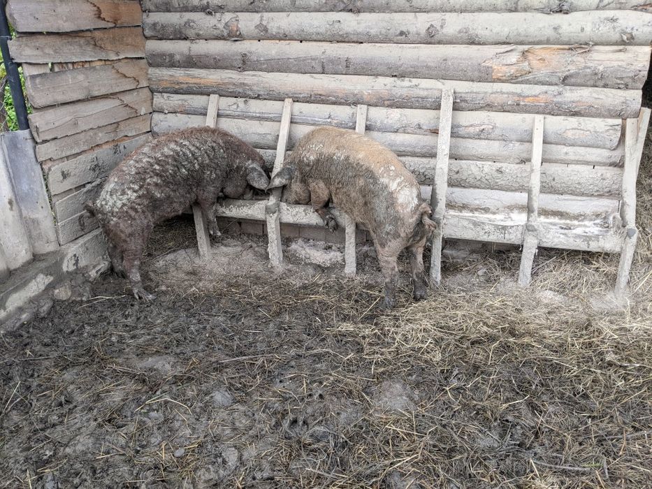 Венгерської мангалиця