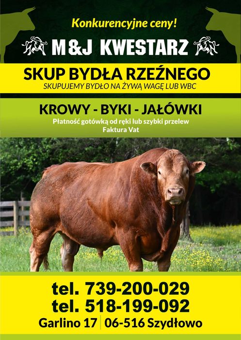 Skup Bydła Rzeźnego Jałówki,Krowy,Byki,Cielaki,Odsadki