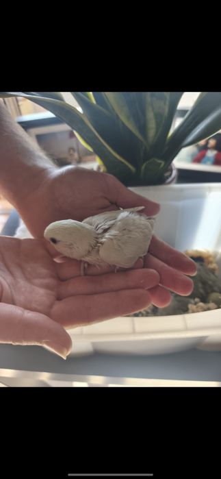 Agapórnis bebés para criar a mão