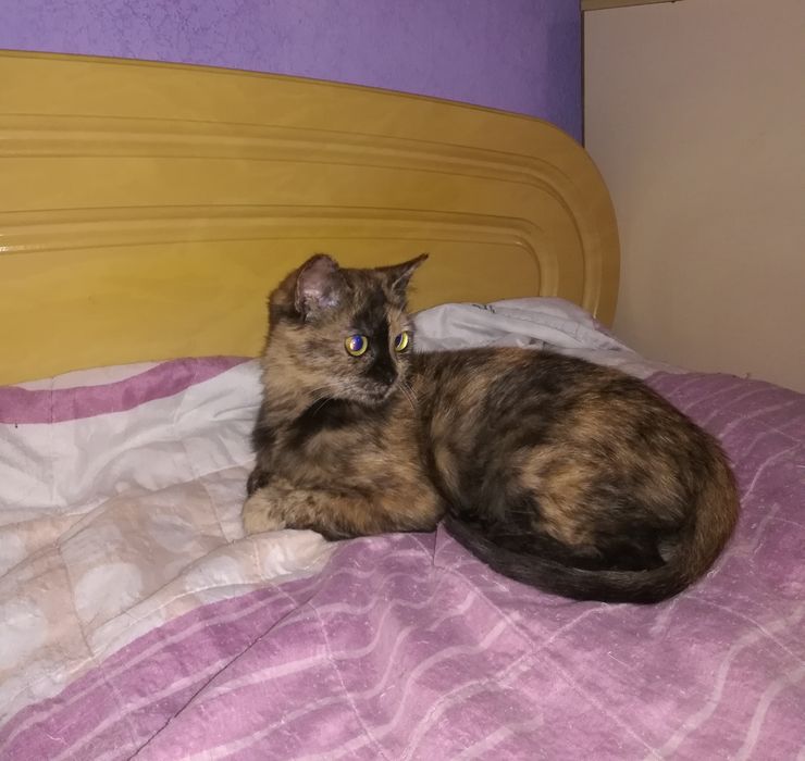 Кiшечка в добрi руки