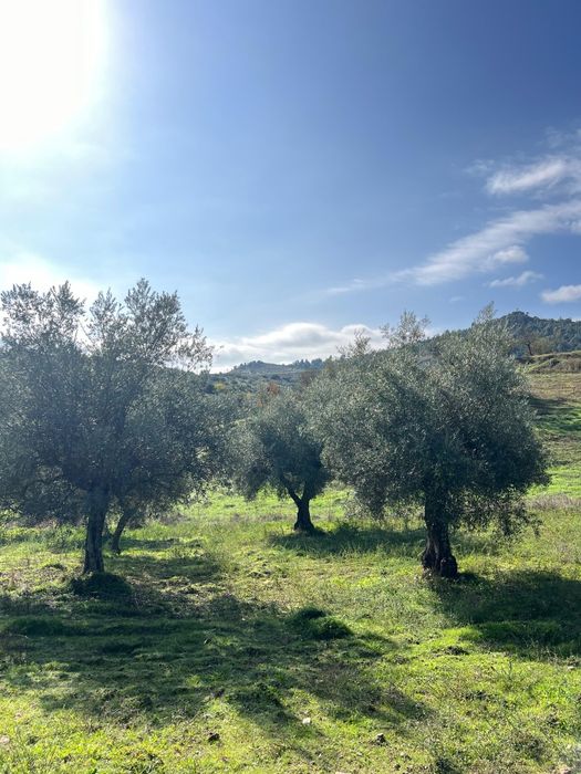 Oliveiras centenárias