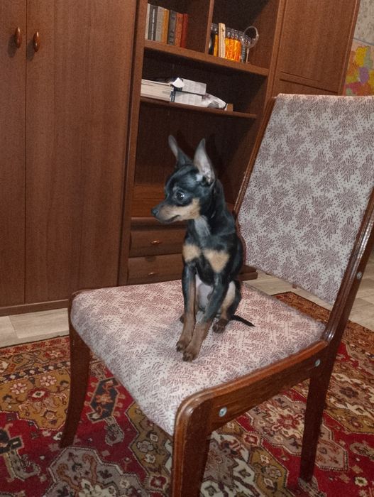 Мини Той терьер мальчик