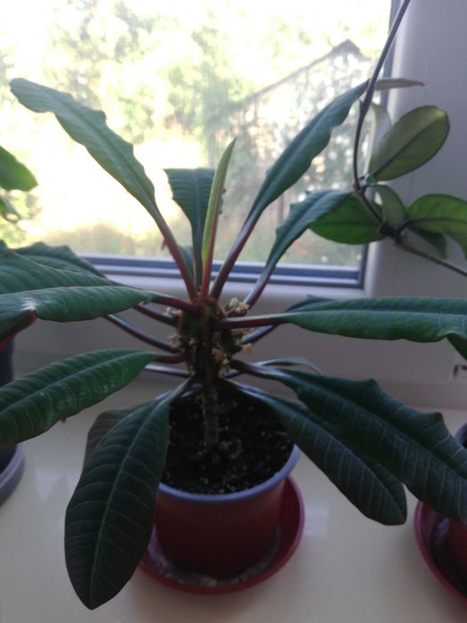 Молочай.           .