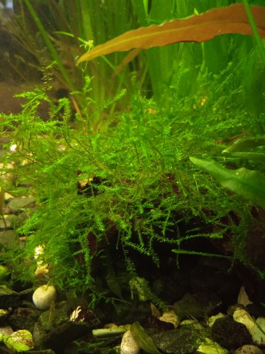 Акваріумні рослини