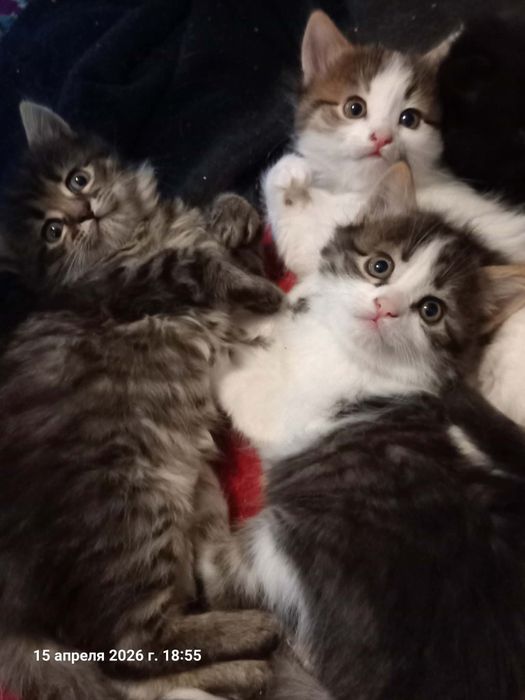 Котята в добрые руки
