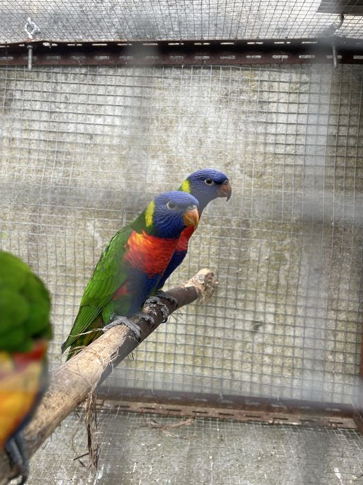 Loris molucanos Criados pelos PAIS