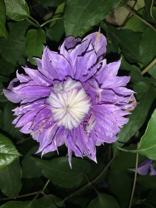 Продам клематиси