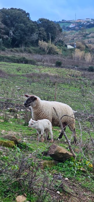 Ovelha e cria primeira barriga