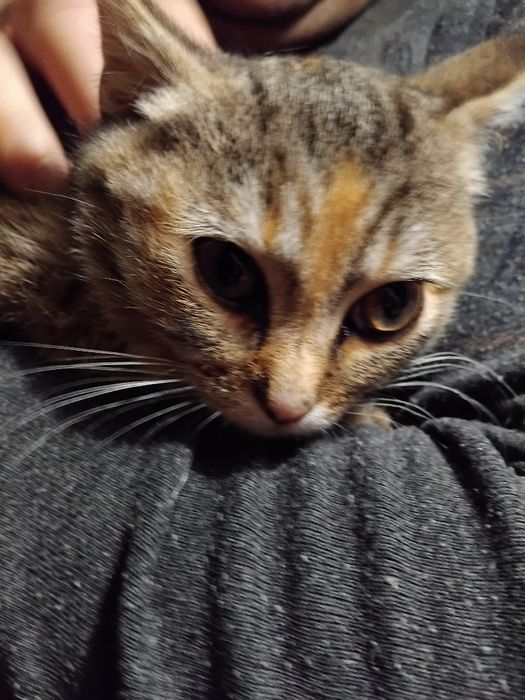 Бесплатно отдам в хорошие руки