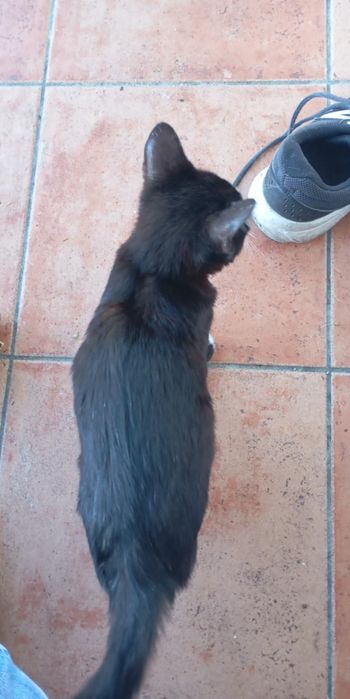 Gata linda amantes de mimos