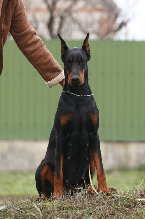 Чарівна дівчинка