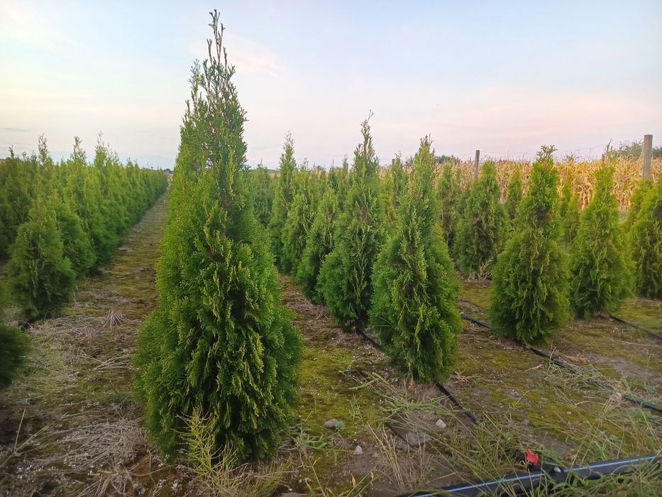 Tuje szmaragd/ Stary Pilczyn