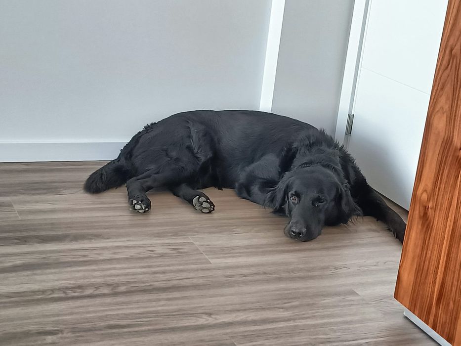 Ralph a precisar de nova família