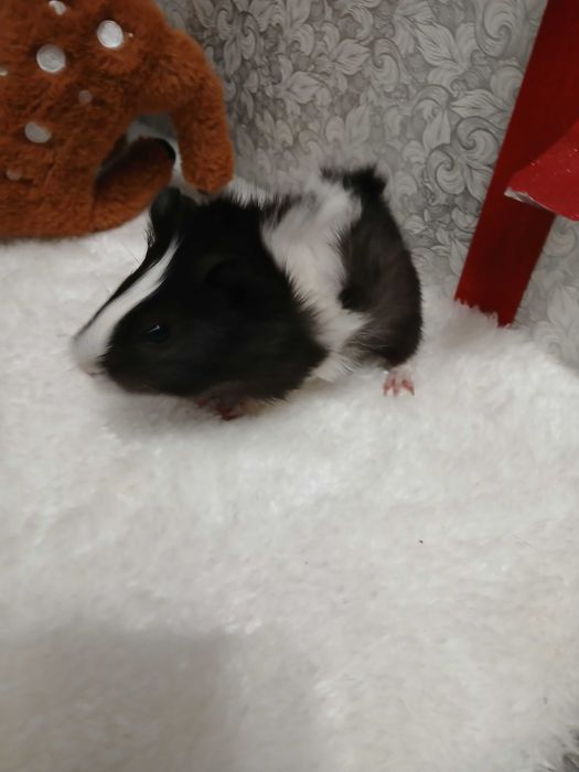 Продам морських свинок