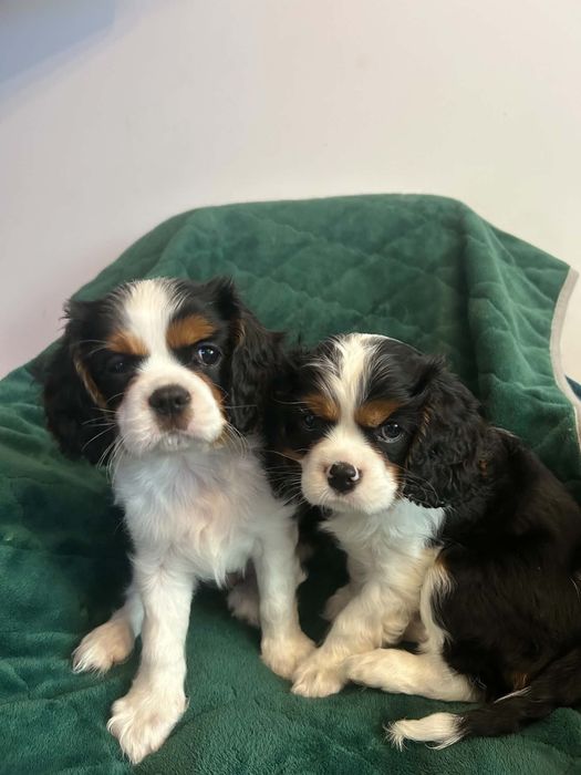 Cavalier King Charles Spaniel – szczeniaki na sprzedaż
