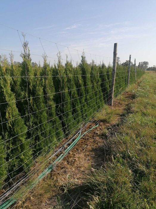 Tuja szmaragd wysokość  150 170 cm