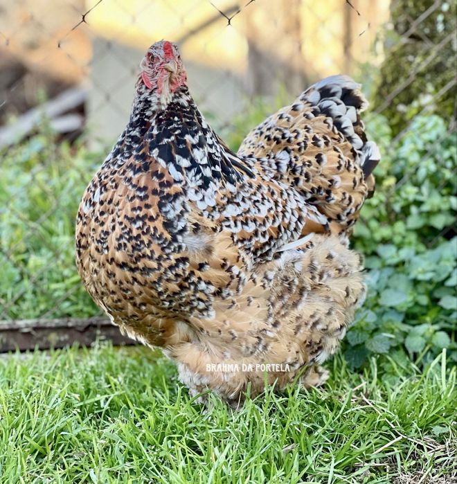 ( OVOS ) BRAHMA SALMÃO / BRAHMA BUFF / BRAHMA MIL FLORES