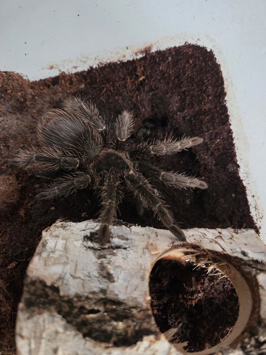 Lasiodora parahybana