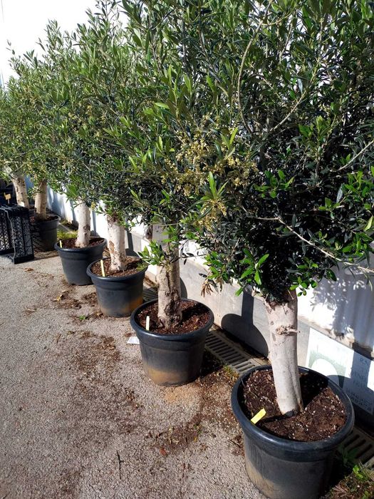 Oliveiras de jardim 250 cm | 10 a 12 anos