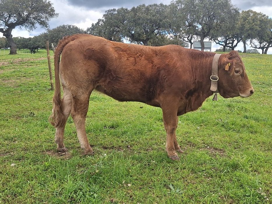 Novilha limousine Pura
