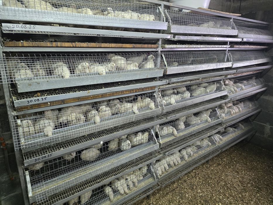 Інкубаційне яйце перепілки Техас Білий.