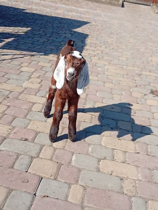 Продам козенят Англо Нубійської породи