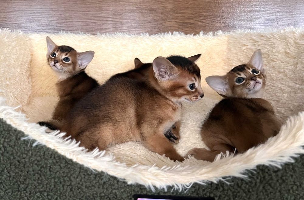 Абіссінські кошенята