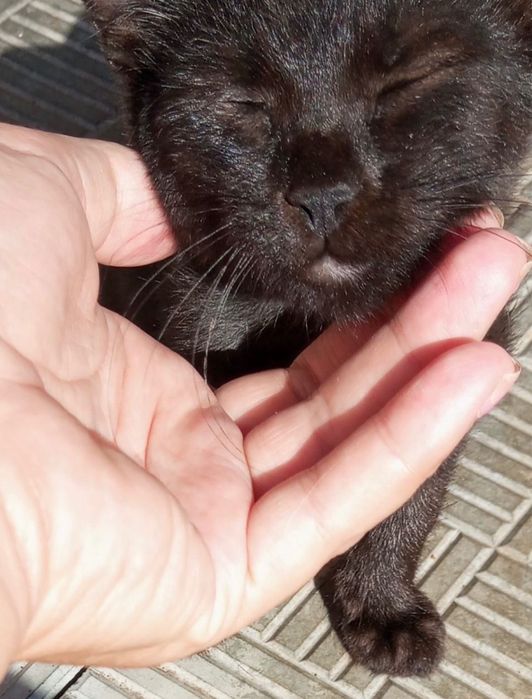 Кошенята метис британця в добрі руки британец котята в хорошие руки