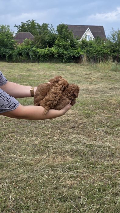 Той пуделя від тедді пуделя (Китай)! Є " Оплата частинами"