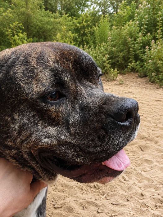 Pies w typie cane corso