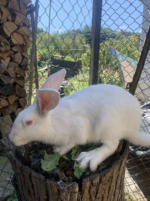 Термонці, кролички і кролі , 3 місяці