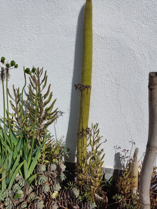 Seleção de plantas e cactos