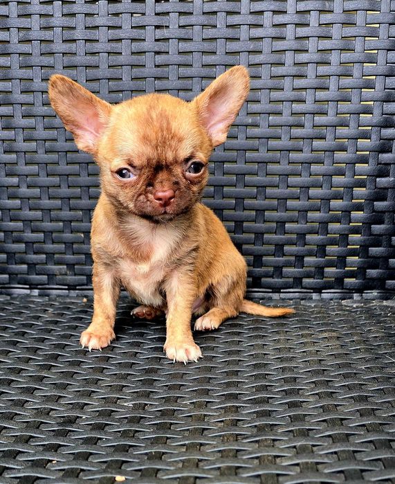 Chihuahua macho PEQUENINO