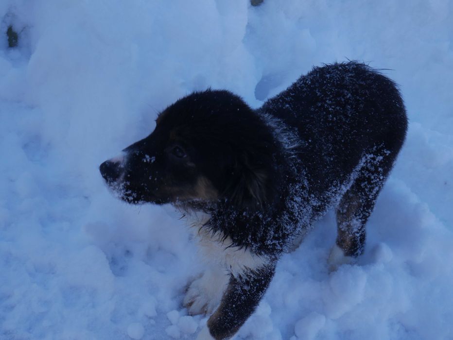 Border Collie piesek tri color