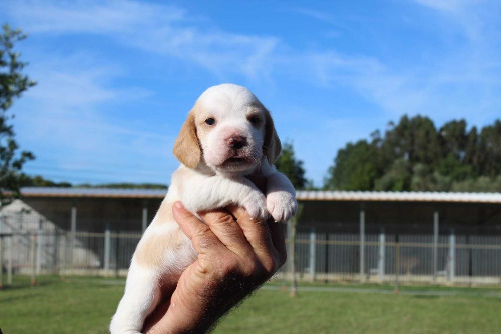 Beagle Bicolor bebé TOP