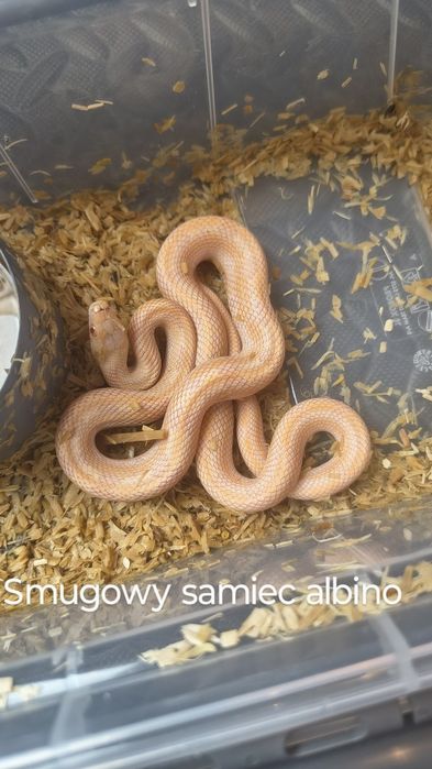 Wąż dla poczatkujacych. Smugowy/Obsoleta