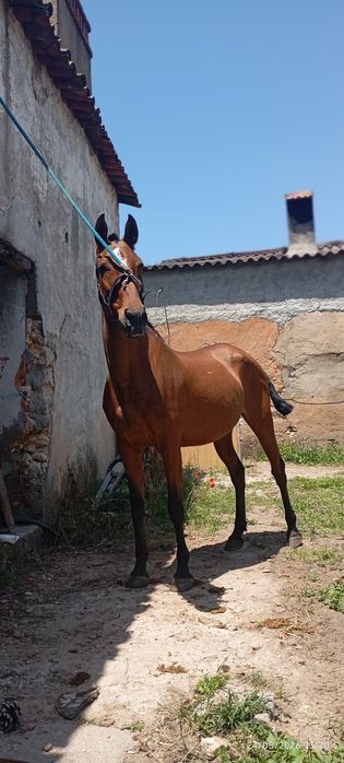 Égua castanha PSL