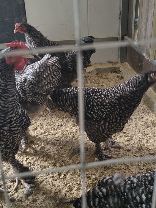 Vendo galo malines